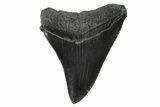 Serrated, Fossil Megalodon Tooth - South Carolina #341414-1